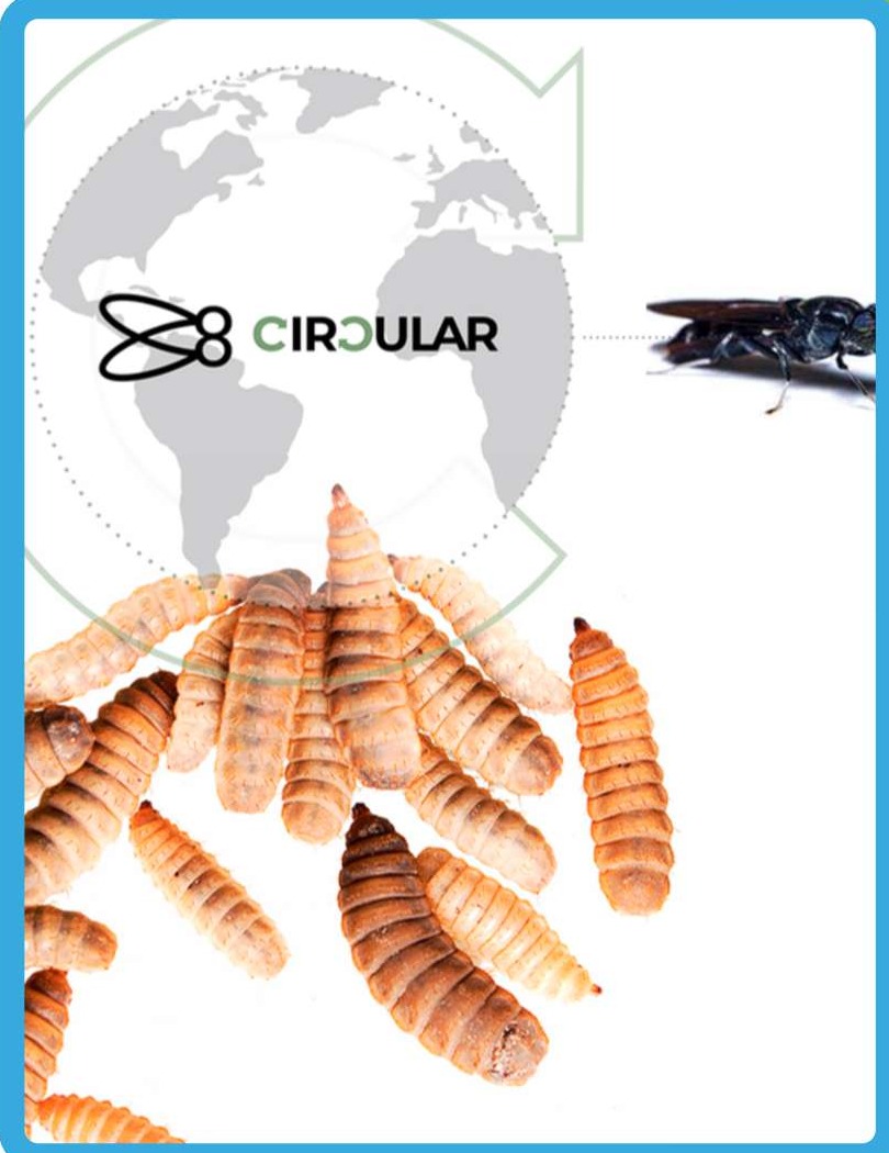 Black Soldier Fly larvae and circular economy biological recycling model